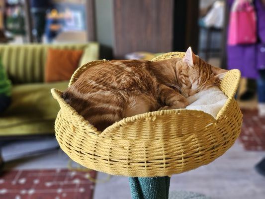 Catzen Coffee by null