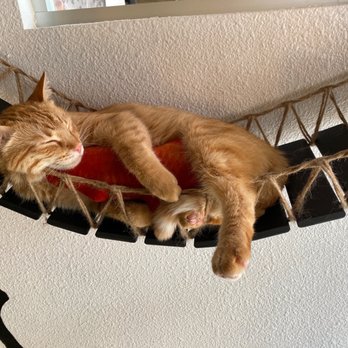 The Cat Cafe - Coffee & Tea Near Me - San Diego, California The Cat Cafe - Coffee & Tea Near Me - San Diego, California