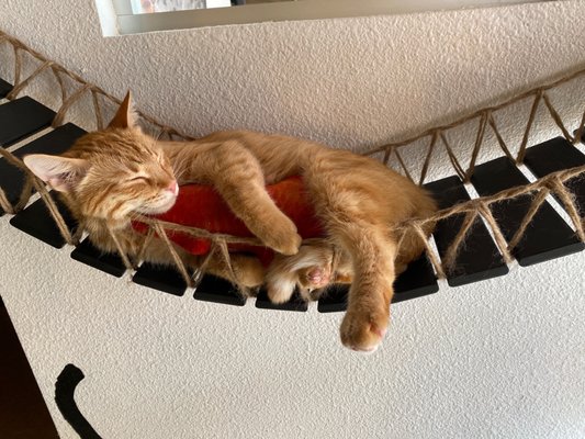 The Cat Cafe by null