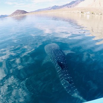 Silver Shark Adventures - Boat Tours Near Me