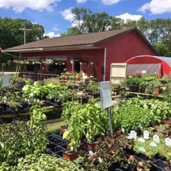 Jolly Green Junction - Hundreds of annual & perennial plants. Seeds, roses and garden ornaments. Christmas decor. A season for each. Morels and U-Haul, too.
