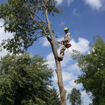Urban Arborists - Tree Services Near Me Urban Arborists - Tree Services Near Me