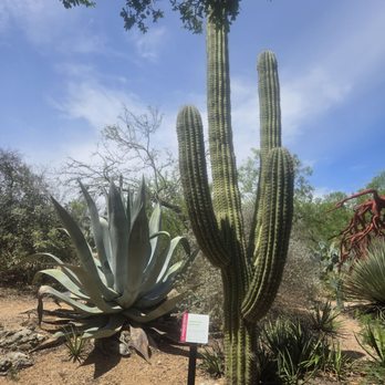 San Antonio Botanical Garden - Botanical Gardens Near Me - San Antonio, Texas
