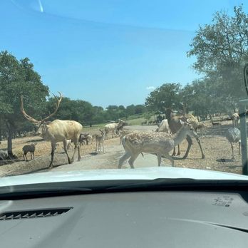 The Exotic Resort Zoo - Self guided drive! - Tours Near Me - Johnson City, Texas The Exotic Resort Zoo - Self guided drive! - Tours Near Me - Johnson City, Texas