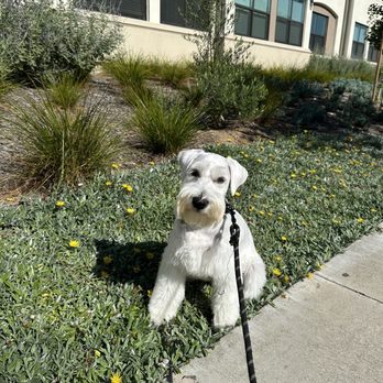 The Clip Joint Pet Grooming - Pet Groomers Near Me - Orange, California