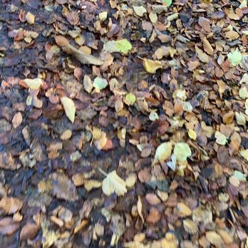 Belvoir Forest Park - Local Flavor Near Me - Castlereagh, CSR