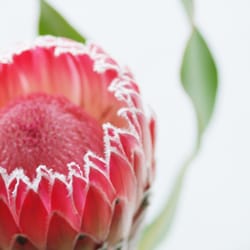 Almut Luiken - Protea - Copyright Almut Luiken