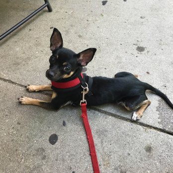 New Leash On Life - Little Miss Scarlet, seriously this organization has the cutest pups - Animal Shelters Near Me New Leash On Life - Little Miss Scarlet, seriously this organization has the cutest pups - Animal Shelters Near Me