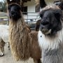 Buck Hollow Llamas