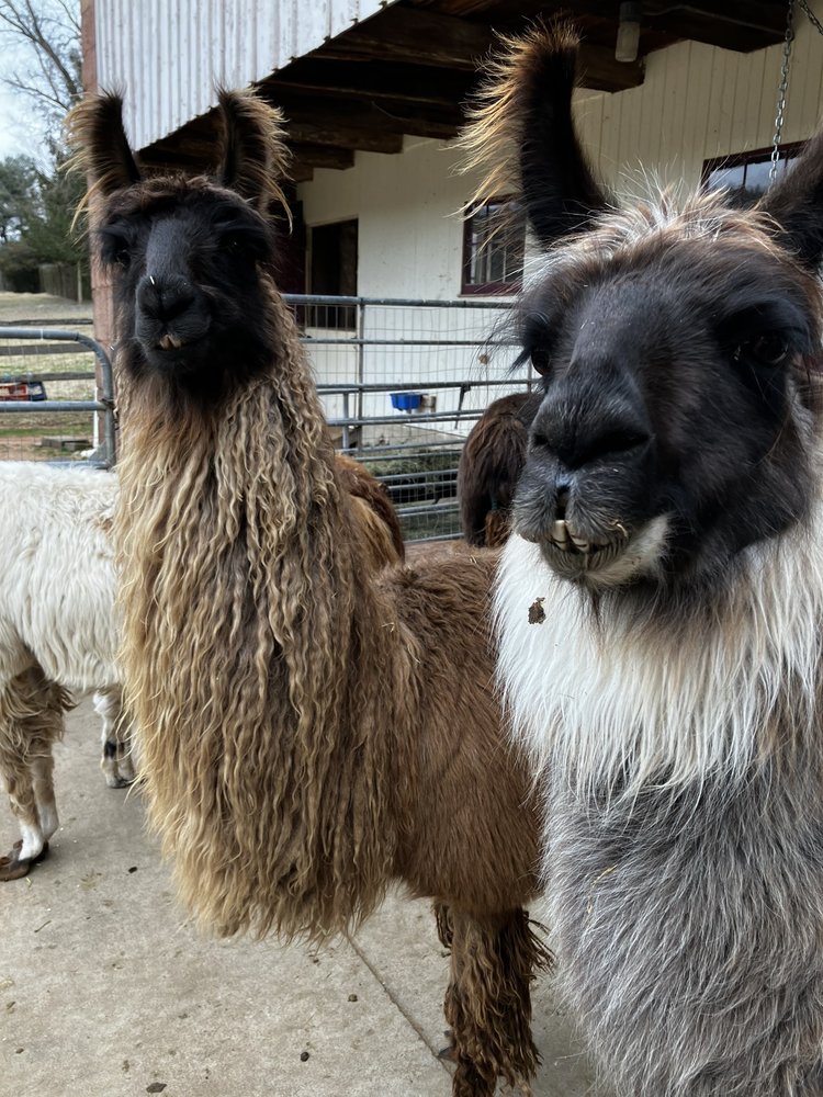 Buck Hollow Llamas Image