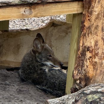 Tallahassee Museum - Museums Near Me - Tallahassee, Florida