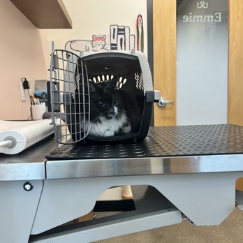 Sploot Veterinary Care - Platt Park - Veterinarians Near Me - Denver, Colorado Sploot Veterinary Care - Platt Park - Veterinarians Near Me - Denver, Colorado