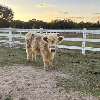 Milk & Honey Ranch - Bed & Breakfast Near Me - Burton, Texas Milk & Honey Ranch - Bed & Breakfast Near Me - Burton, Texas