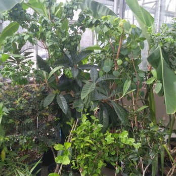 Urban Seedling - March 2018 plants for sale - Landscaping Near Me - Montreal, Quebec Urban Seedling - March 2018 plants for sale - Landscaping Near Me - Montreal, Quebec