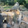 Stump Grinding Service