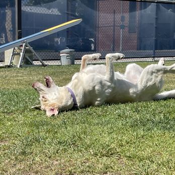 I Dig My Dog - Pet Stores Near Me - Pasadena, California