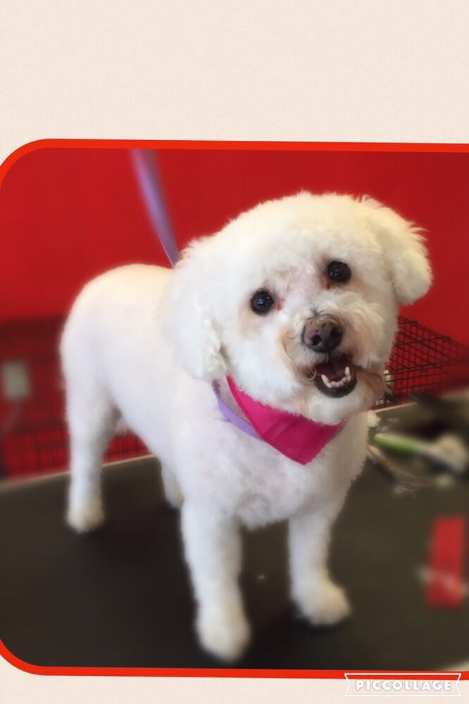 JG CLIPPENDALES GROOMING Updated October 2024 40 Photos 7408