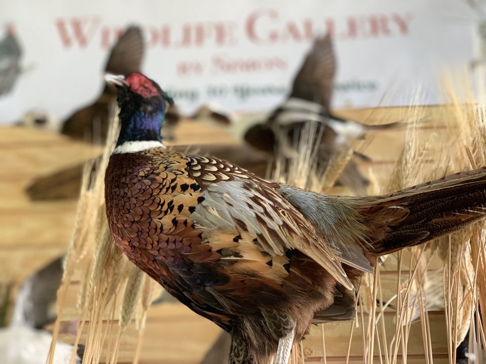 Wildlife Gallery By Simon - taxidermy in Norco, CA