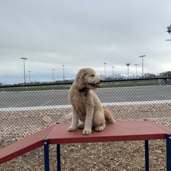 Art Dye Park - Obstacle course