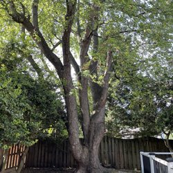 The Naughty Stump Remover - Before