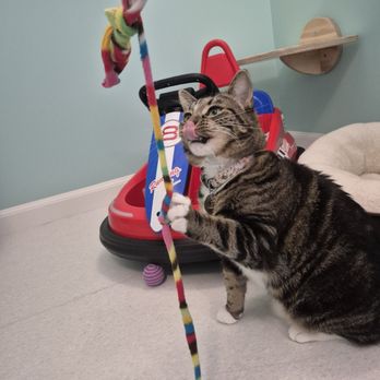 Happy Cat Hotel & Spa - Playtime! - Pet Boarding Near Me - Mount Laurel Township, New Jersey Happy Cat Hotel & Spa - Playtime! - Pet Boarding Near Me - Mount Laurel Township, New Jersey