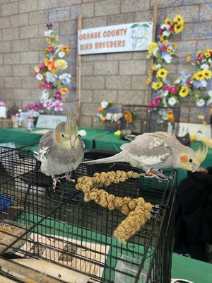 ORANGE COUNTY PET & REPTILE EXPO - Updated May 2024 - 88 Fair Dr, Costa