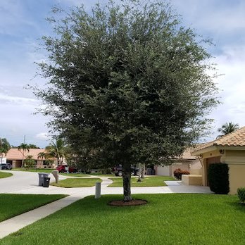 Kelley's Tree Service - Tree Service Before - Tree Services Near Me - Lake Worth, Florida