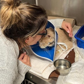 Pinnacle Veterinary Specialists - Veterinarians Near Me - Glen Mills, Pennsylvania Pinnacle Veterinary Specialists - Veterinarians Near Me - Glen Mills, Pennsylvania