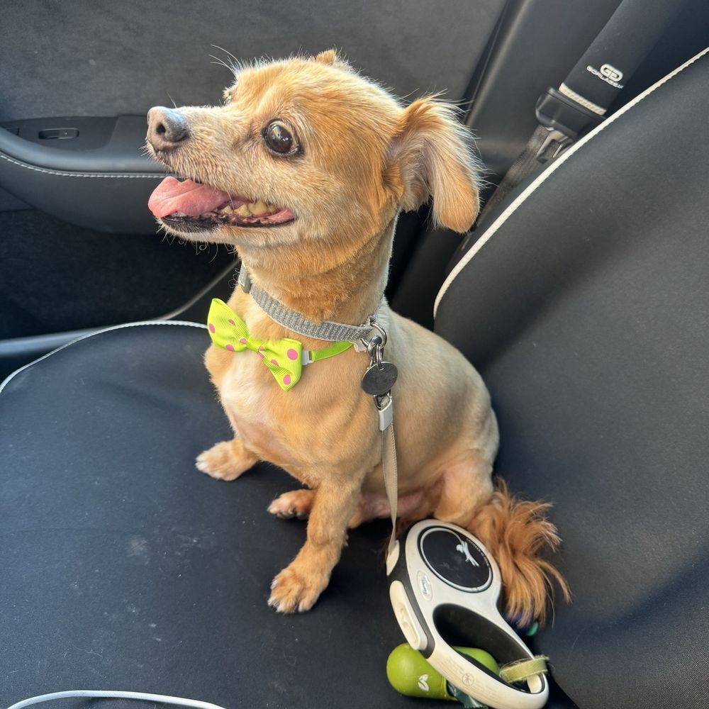 Puppy Face - Pet Groomers Near Me - La Habra, California Puppy Face - Pet Groomers Near Me - La Habra, California