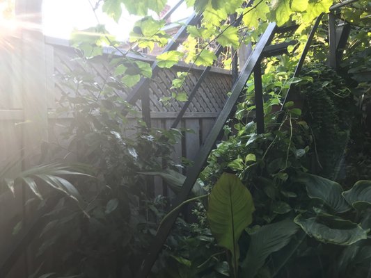 Paradise Grapevine by null