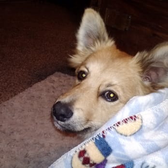 Coronado Pet Hospital - Rudy home after surgery. - Veterinarians Near Me - Rio Rancho, New Mexico Coronado Pet Hospital - Rudy home after surgery. - Veterinarians Near Me - Rio Rancho, New Mexico