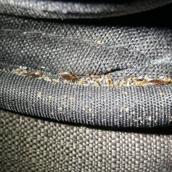 Bug Barrier Pest Control - Bed bugs - Pest Control Near Me Bug Barrier Pest Control - Bed bugs - Pest Control Near Me