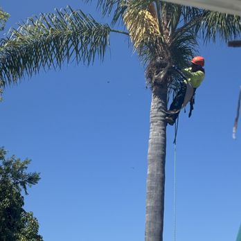 JJ Tree service - JJ at work - Tree Services Near Me