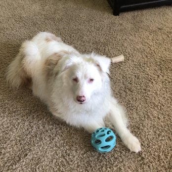 K9 Manners Matter - Pet Training Near Me K9 Manners Matter - Pet Training Near Me