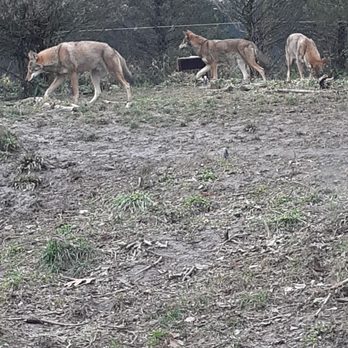 Akron Zoo - Red Wolves - Zoos Near Me - Akron, Ohio