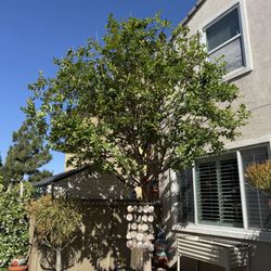 Mor Tree Service - I love my new tree. Thank you