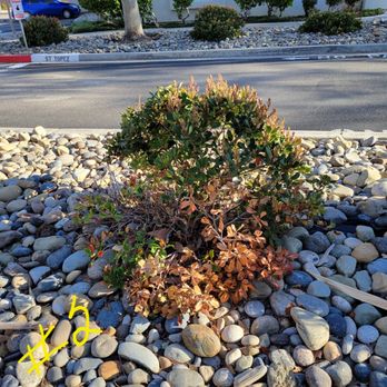 BrightView - These bushes were green until Brightview came on the scene. Killing our grass and bushes due to not watering enough. Dirt is like cement. - Landscape Architects or Designers Near Me - Gardena, California