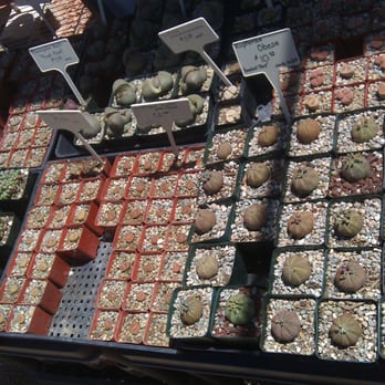 Cactus Mart - Nurseries & Gardening Near Me - Morongo Valley, California