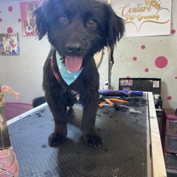 Couture Pet Grooming - Groomed Luke! - Pet Groomers Near Me - Lake Elsinore, California Couture Pet Grooming - Groomed Luke! - Pet Groomers Near Me - Lake Elsinore, California