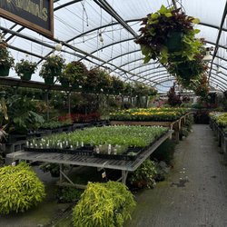 Ross Farm - Herbs
