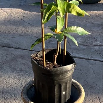 Utopia Trees - Alphonso Mango Tree - Nurseries & Gardening Near Me - Riverside, California