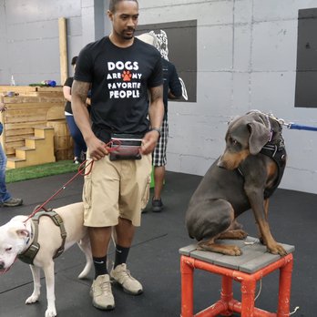 The Northwest Dog Trainer - Dogs are my favorite people - Pet Training Near Me - Seattle, Washington The Northwest Dog Trainer - Dogs are my favorite people - Pet Training Near Me - Seattle, Washington
