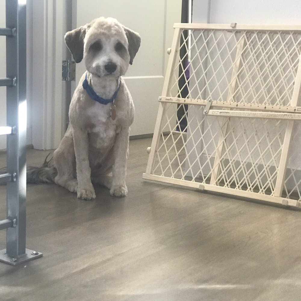 Dog Star Grooming - My poor pup, I barely recognized him. Our friends and family are shocked by these photos and how they groomed him. - Pet Groomers Near Me - Seattle, Washington