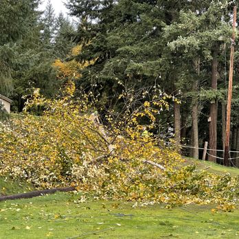 Tim's Tree Removal and Services - Tim's team stuck a perfect landing - A tree with yellow leaves has fallen across a grassy yard, with evergreen trees in the background and electrical poles nearby. - Tree Services Near Me - Eugene, Oregon