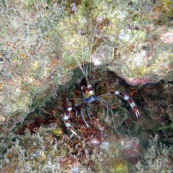 Kohala Divers - banded coral shrimp - Scuba Diving Near Me - Waimea, Hawaii
