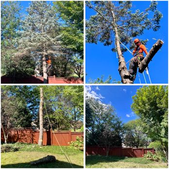 MN Trees - Tree Services Near Me MN Trees - Tree Services Near Me