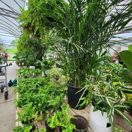 Ferns