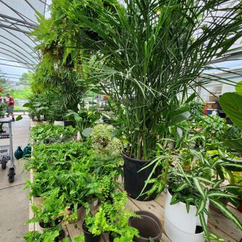 Potomac Garden Center - Ferns - Nurseries & Gardening Near Me - North Potomac, Maryland
