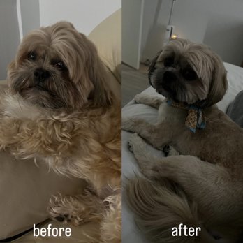 NamasteGrand PetStylists - before and after grooming my shih tzu boy - Pet Groomers Near Me - Wilton Manors, Florida NamasteGrand PetStylists - before and after grooming my shih tzu boy - Pet Groomers Near Me - Wilton Manors, Florida