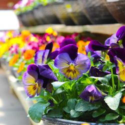 Madison Garden Center